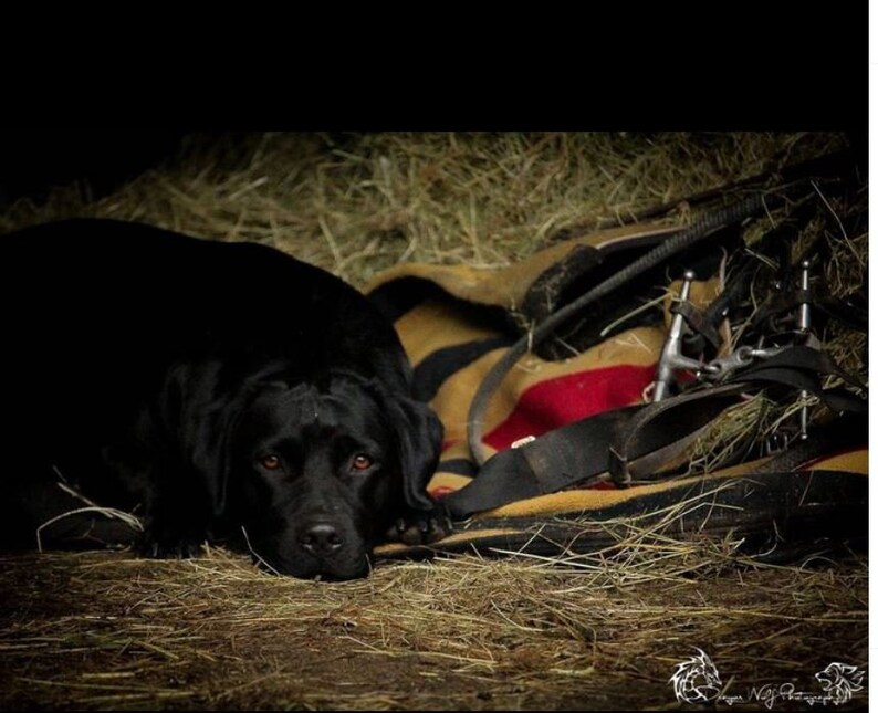 Solid Oak Provincial Three Door Sideboard