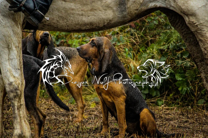 Duchess Dressing Table